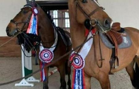 Лошади Кировского конного завода снова радуют своими результатами.