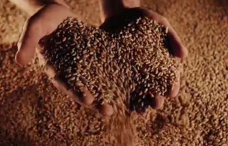 Реализация семян озимой пшеницы